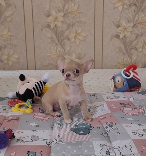 Biyanka Chihuahua Biyanka Chihuahua