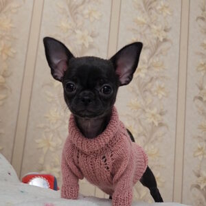 Boa Chihuahua Boa Chihuahua