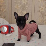 Boa-female-chihuahua-puppy-for-sale-1 (2)