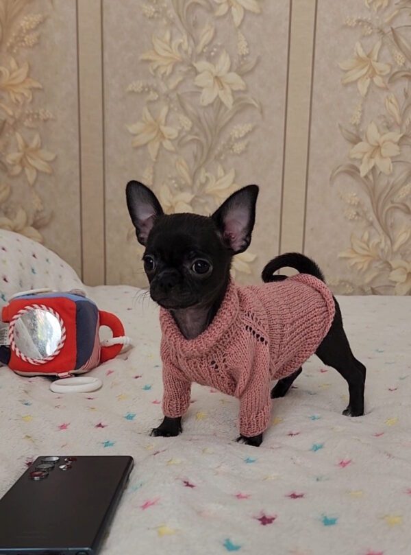 Boa Chihuahua Boa Chihuahua