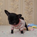 Bumba-female-chihuahua-puppy-for-sale-1 (1)