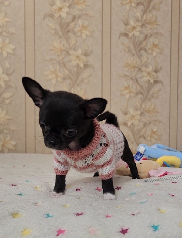 Bumba Chihuahua Bumba Chihuahua