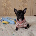 Bumba-female-chihuahua-puppy-for-sale-1 (2)