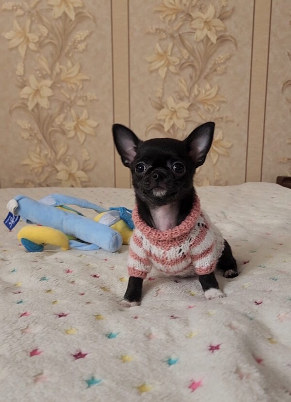 Bumba Chihuahua Bumba Chihuahua