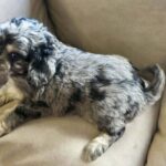 Buttons-male-cavapoo-puppy-for-sale- (1)