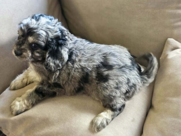 Buttons Cavapoo Buttons Cavapoo