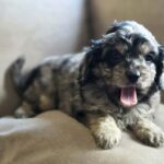 Buttons-male-cavapoo-puppy-for-sale- (2)