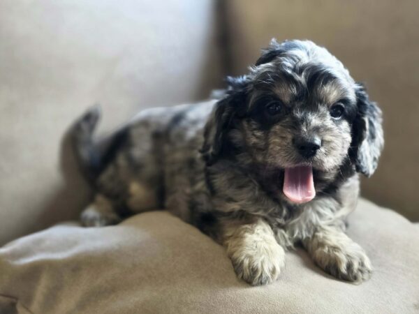 Buttons Cavapoo Buttons Cavapoo