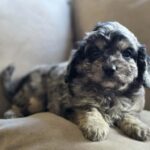 Buttons-male-cavapoo-puppy-for-sale- (3)