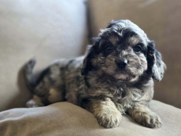 Buttons Cavapoo Buttons Cavapoo