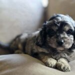 Buttons-male-cavapoo-puppy-for-sale- (4)