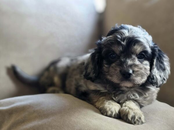 Buttons Cavapoo Buttons Cavapoo