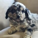 Buttons-male-cavapoo-puppy-for-sale- (5)