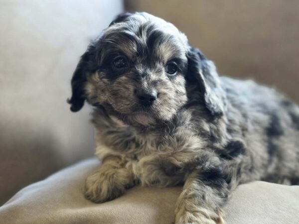 Buttons Cavapoo Buttons Cavapoo