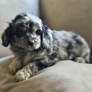 Buttons Cavapoo Buttons Cavapoo