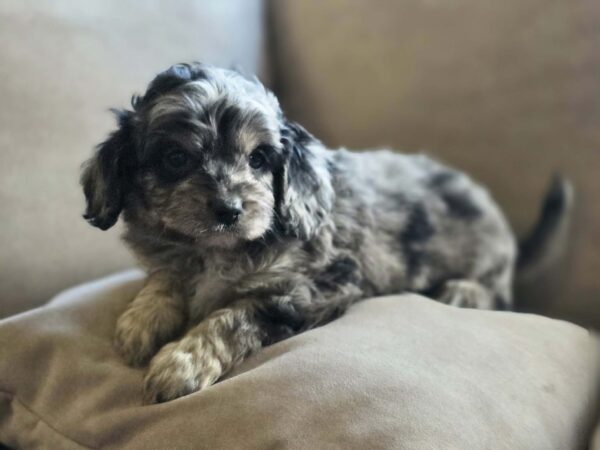 Buttons Cavapoo Buttons Cavapoo