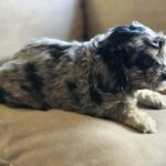 Buttons-male-cavapoo-puppy-for-sale- (7)