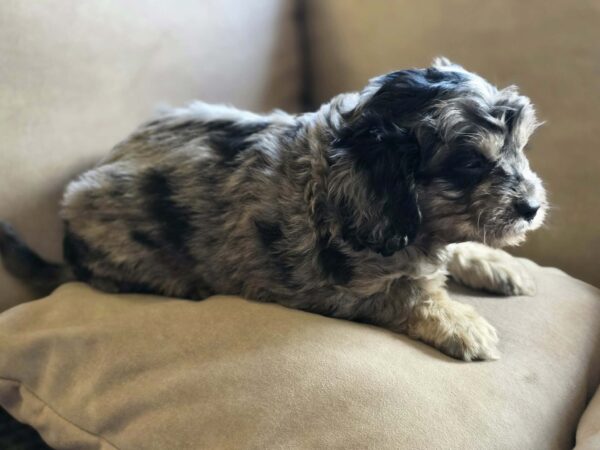 Buttons Cavapoo Buttons Cavapoo