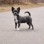 Cadet-male-chihuahua-puppy-for-sale-1 (1)