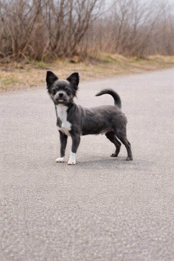 Cadet Chihuahua Cadet Chihuahua