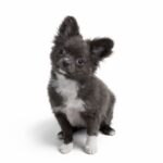 Cadet-male-chihuahua-puppy-for-sale-1 (2)