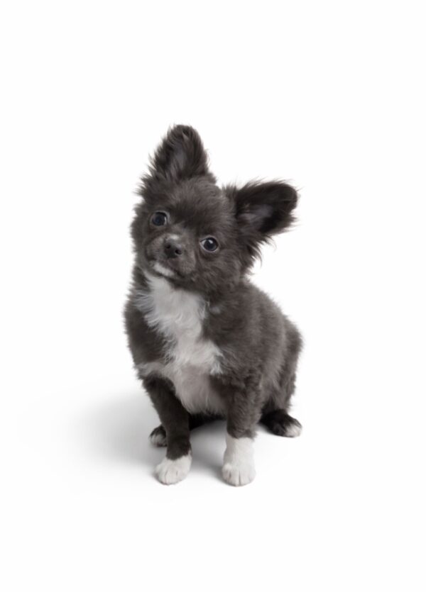 Cadet Chihuahua Cadet Chihuahua