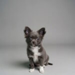 Cadet-male-chihuahua-puppy-for-sale-1 (3)