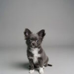 Cadet-male-chihuahua-puppy-for-sale-1 (4)