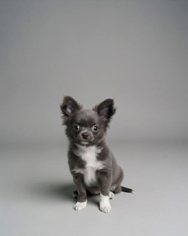 Cadet Chihuahua Cadet Chihuahua