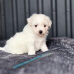 Calipsa-female-Bichon-Frise-puppy-for-sale-1