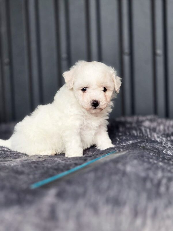 Calipsa Bichon Frise Calipsa Bichon Frise