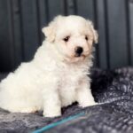 Calipsa-female-Bichon-Frise-puppy-for-sale-2