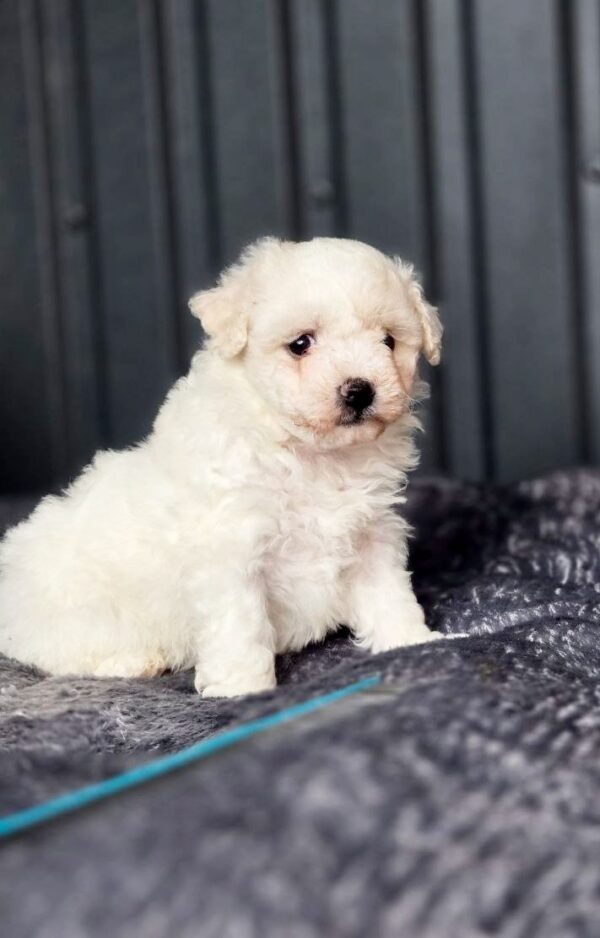 Calipsa Bichon Frise Calipsa Bichon Frise