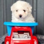 Callista-female-Bichon-Frise-puppy-for-sale-1