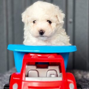 Callista Bichon Frise Callista Bichon Frise