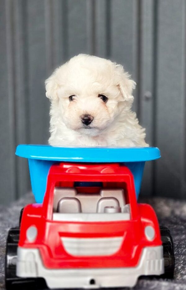 Callista Bichon Frise Callista Bichon Frise