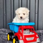 Callista-female-Bichon-Frise-puppy-for-sale-2