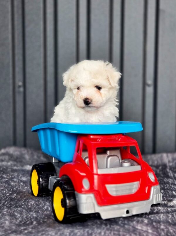 Callista Bichon Frise Callista Bichon Frise