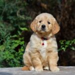 Camellia-female-golden-retriver-puppy-for-sale-1 (1)