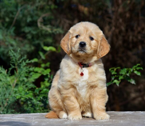 Camellia Golden Retriever Camellia Golden Retriever