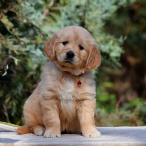 Camellia Golden Retriever Camellia Golden Retriever