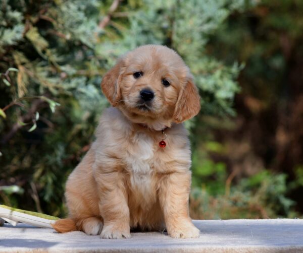 Camellia Golden Retriever Camellia Golden Retriever