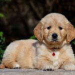 Camellia-female-golden-retriver-puppy-for-sale-1 (3)