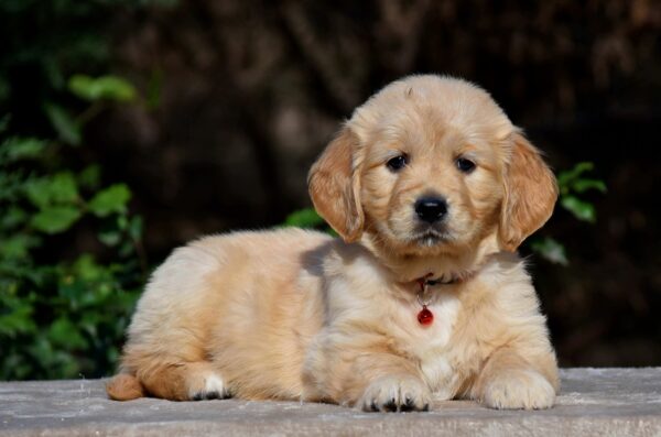 Camellia Golden Retriever Camellia Golden Retriever