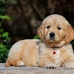 Camellia-female-golden-retriver-puppy-for-sale-1 (4)