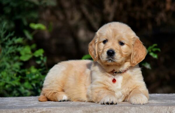 Camellia Golden Retriever Camellia Golden Retriever