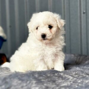 Camilla Bichon Frise Camilla Bichon Frise