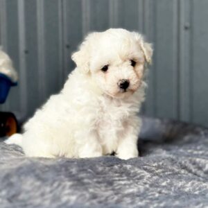 Camilla Bichon Frise Camilla Bichon Frise