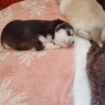 Carlos-male-pomsky-puppy-for-sale-1 (1)