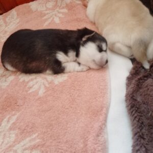 Carlos Pomsky Carlos Pomsky